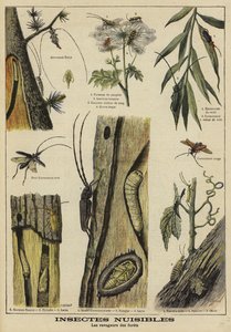 Insects harmful to trees