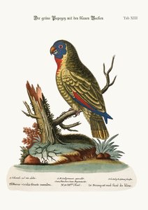 The Blue-faced Green Parrot