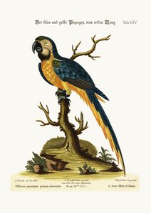 The Blue and Yellow Macaw, 1749-73