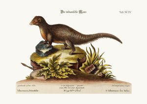 The Indian Ichneumon, 1749-73