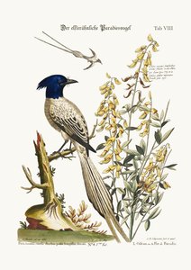 The Pyed Bird of Paradise, 1749-73