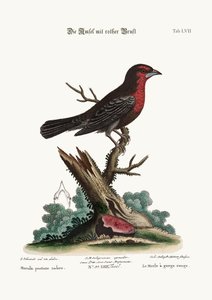 The Red-breasted Black-Bird