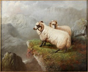 Sheep on a Cliff Edge