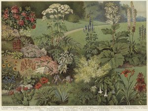 Ornamental plants