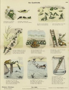 The Frog