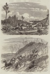 Bush Life in Queensland