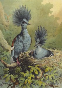 Crowned Pigeon