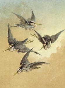 Heron