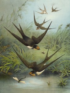 Swallow