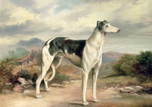 A Greyhound in a Hilly Landscape