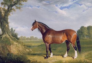 A Clydesdale Stallion, 1820