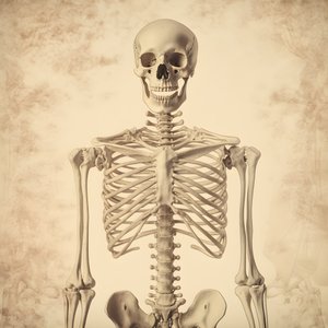 Classic Skeleton 4