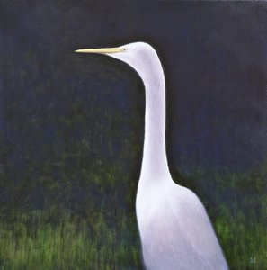 White Egret