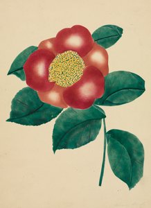 Chinese Flower