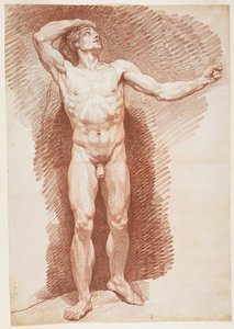 Standing Male Nude