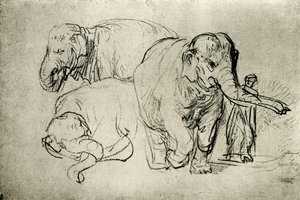 Study of Elephants