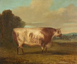 A Bull, 1862