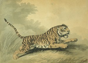 A Tigress leaping to the right