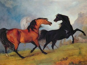 Horses Fighting