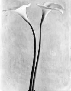 Calla Lilies, Mexico City, 1925