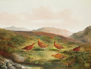 Grouse in a Moorland landscape