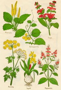 Flowers: Plantain, Sarsaparilla, Sage, Parsley, Squill, Peppermint