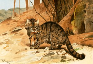 Wild cat