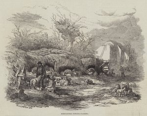 Agricultural Pictures, Lambing