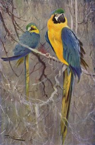 Blue Macaw