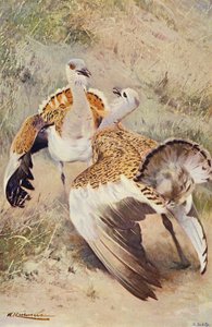Great Bustard