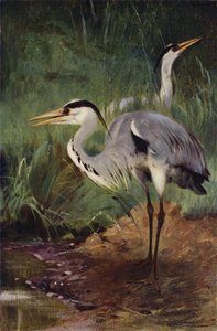 Heron