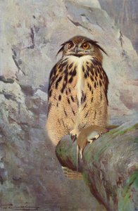 Horned Owl