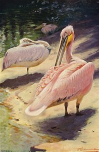 Pelican