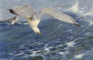 Silver Gull