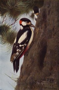 Spotted Woodpecker