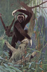 White-Handed Gibbon