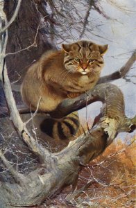 Wild Cat