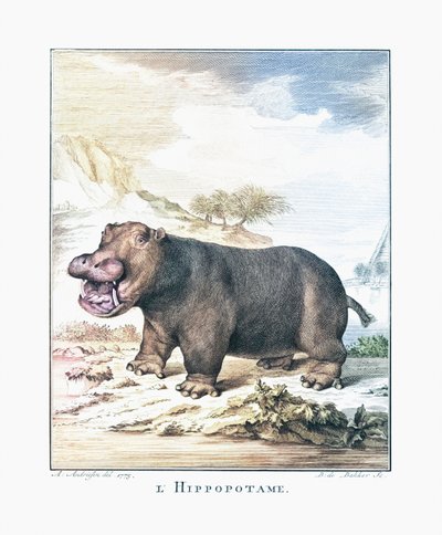 A Hippopotamus (Hippopotamus amphibius) by (after) Dutch School