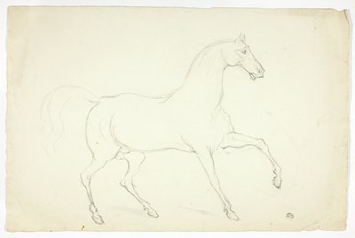 Stallion by Abraham Cooper