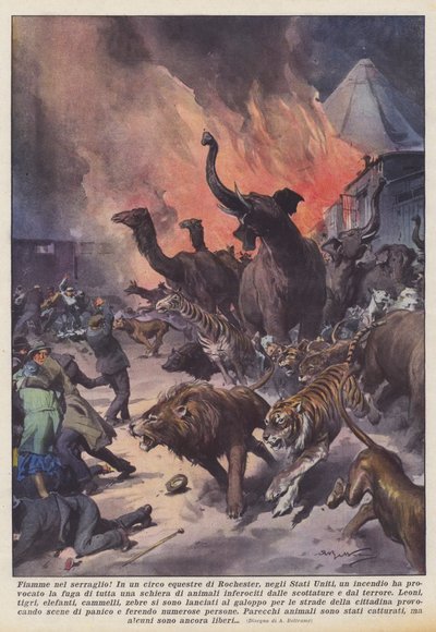 Flames in the Menagerie! by Achille Beltrame