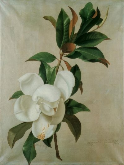 Magnolia by Adolf Senff