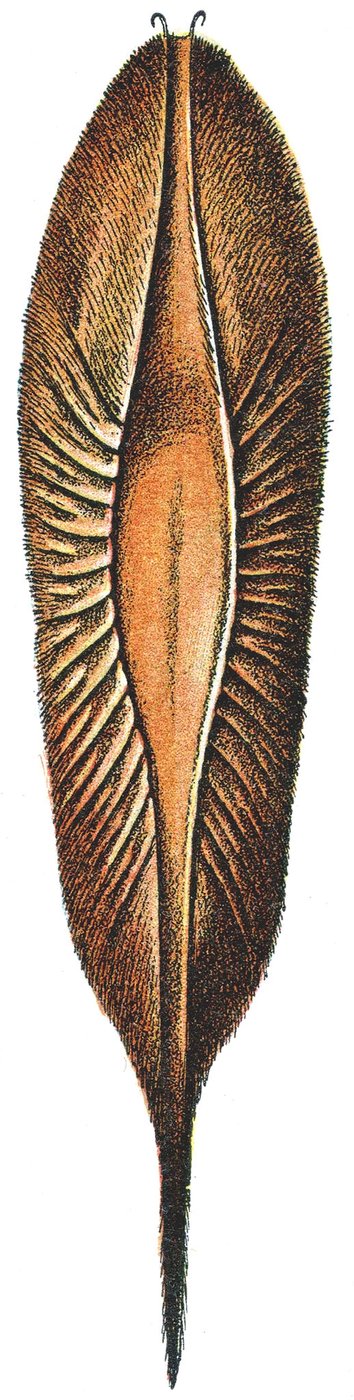 Egg Case of a Chimaera by Adolphe Philippe Millot
