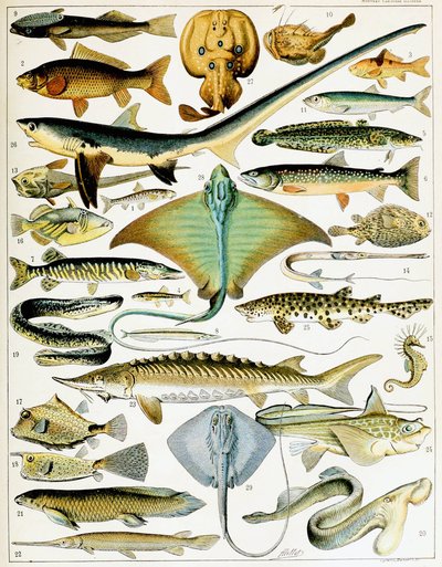 Illustration of Fish by Adolphe Philippe Millot