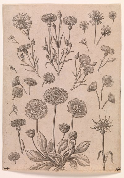 Cornflowers by Adriaen Collaert