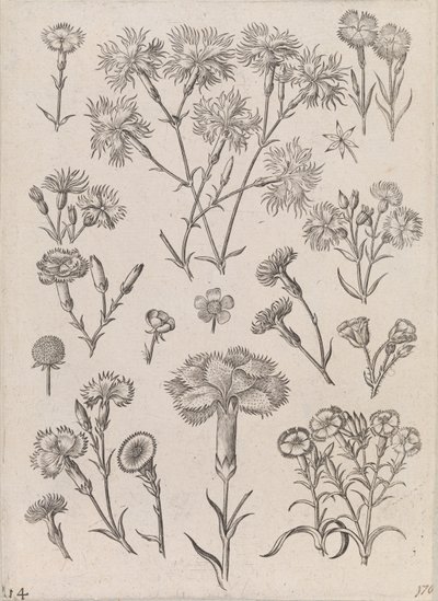 Daffodils by Adriaen Collaert