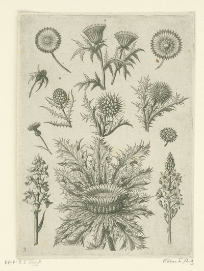 Various Thistles (Florilegium) by Adriaen Collaert