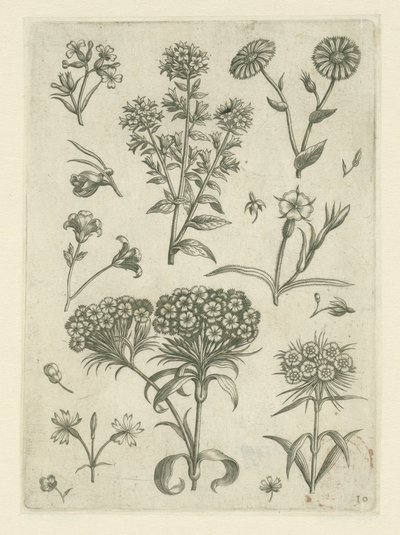 Sweet William and Other Flowers by Adriaen Collaert