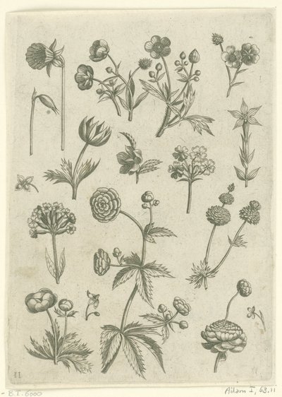 Ranunculus, Primula, and Buttercups (Florilegium) by Adriaen Collaert