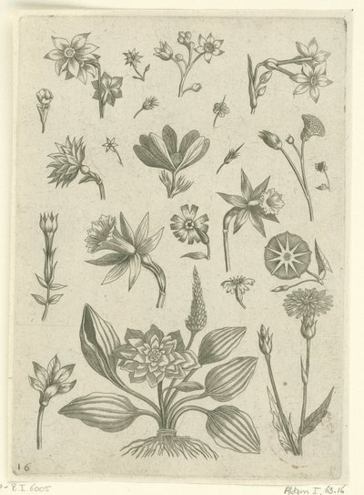 Various Flowers, Including Trumpet Daffodils by Adriaen Collaert