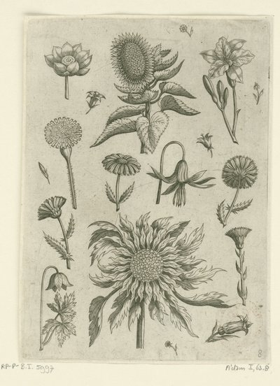 Sunflower and Other Flowers by Adriaen Collaert